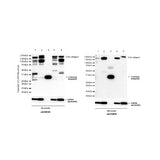 28798. RECOMBINANT ANTI-COLLAGEN I ANTIBODY (EPR22894-89) 100UL ABCAM
