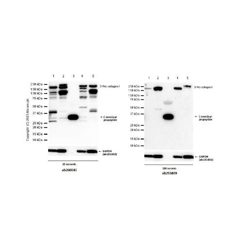 28798. RECOMBINANT ANTI-COLLAGEN I ANTIBODY (EPR22894-89) 100UL ABCAM