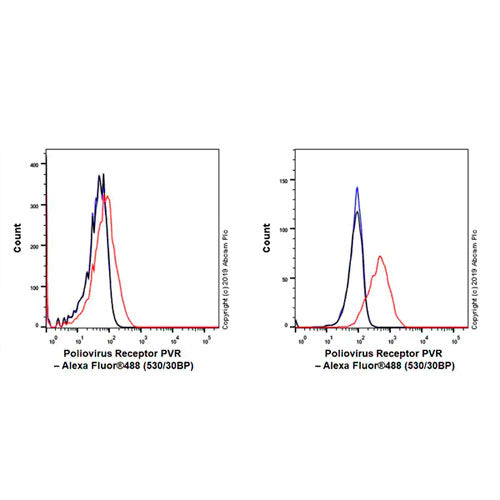 29228. RECOMBINANT ANTI POLIOVIRUS RECEPTOR/PVR ANTIBODY (EPR22672-151) 100UL ABCAM