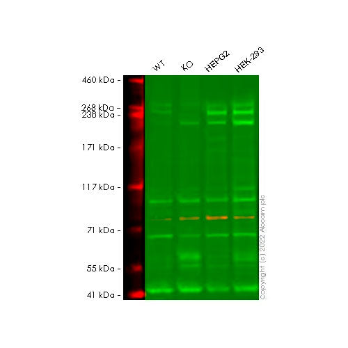 29494. ANTI-MTOR ANTIBODY 50UG ABCAM