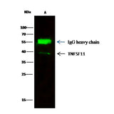 55762. RECOMBINANT ANTI-RANKL ANTIBODY (101)-BSA AND AZIDE FREE 100UL ABCAM