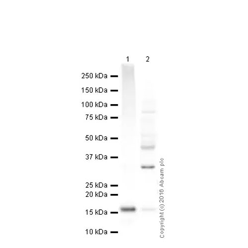 23883. ANTI-ALPHA-SYNUCLEIN ANTIBODY (LB 509) 100UG ABCAM