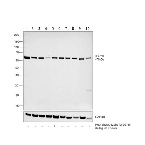 27941. ANTI-HSP70 ANTIBODY (5A5) 250UL ABCAM