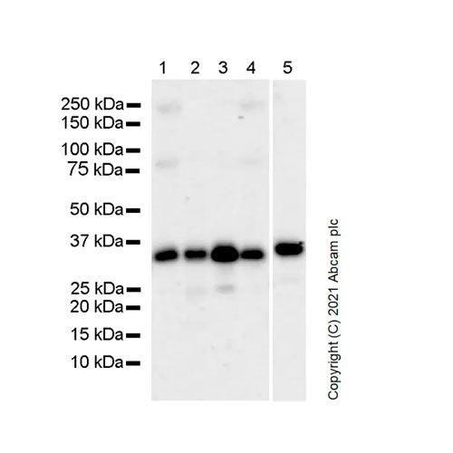 27942. RECOMBINANT ANTI-TRADD ANTIBODY (37/TRADD) 100UG ABCAM