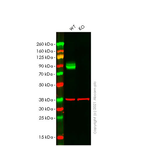 29495. RECOMBINANT ANTI-CD68 ANTIBODY (EPR23917-164) 100UL ABCAM