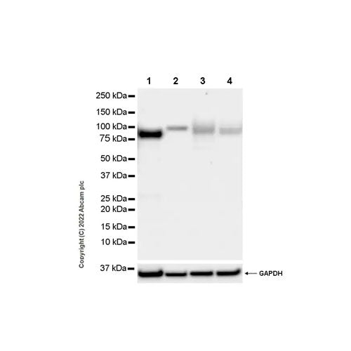 29497. RECOMBINANT ANTI-APLP1 ANTIBODY (EPR25737-10) 100UL ABCAM