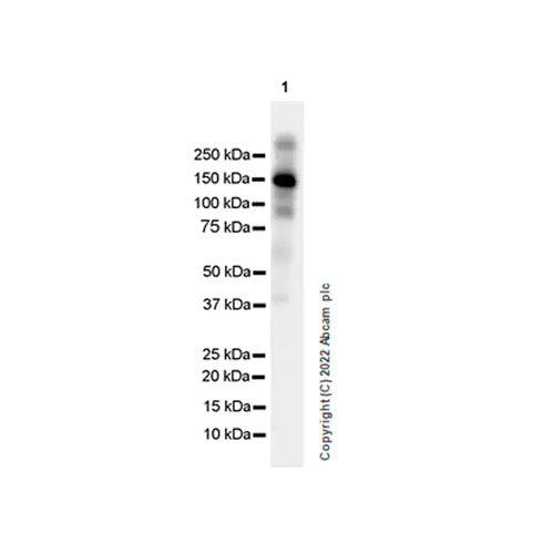 29499. RECOMBINANT ANTI-F4/80 ANTIBODY (EPR26545-166) 100UL ABCAM