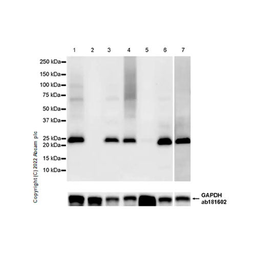 29241. RECOMBINANT ANTI-TMS1/ASC ANTIBODY (EPR28201-61) - BSA AND AZIDE FREE 100UG ABCAM