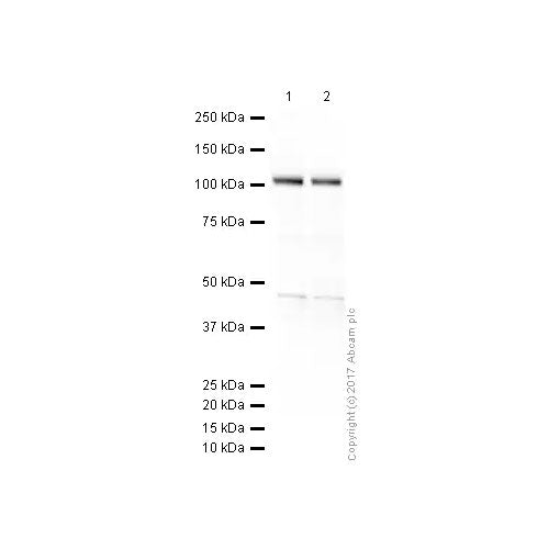 29502. ANTI-GLUTAMATE RECEPTOR 1 (AMPA SUBTYPE) ANTIBODY 100UG ABCAM