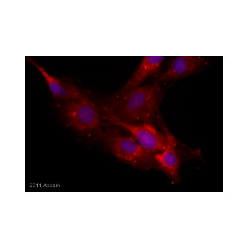 29503. ANTI-NEUROCAN ANTIBODY (650.24) 100UL ABCAM