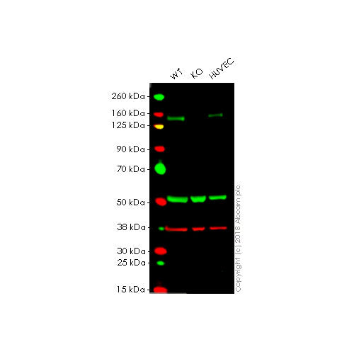 29505. RECOMBINANT ANTI-C-KIT ANTIBODY (YR145) 100UL ABCAM