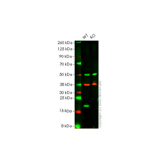 29508. RECOMBINANT ANTI-BAX ANTIBODY (E63) 100UL ABCAM