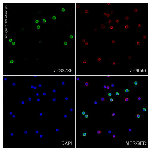 28808. ANTI-CD8 ALPHA ANTIBODY (OX-8) 100UG ABCAM