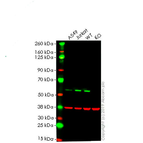 23885. RECOMBINANT ANTI-SMAD2 ANTIBODY (EP567Y) 100UL ABCAM