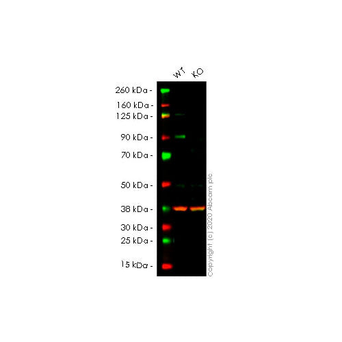 29845. RECOMBINANT ANTI-B RAF ANTIBODY (EP152Y) 100UL ABCAM