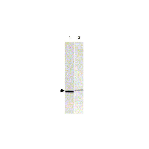 29509. ANTI-S100 ANTIBODY 125UG ABCAM