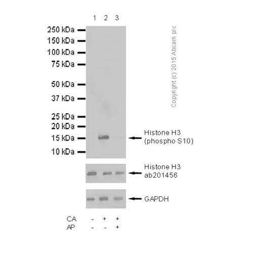 29219. ANTI-HISTONE H3 (PHOSPHO S10) ANTIBODY 100UG ABCAM