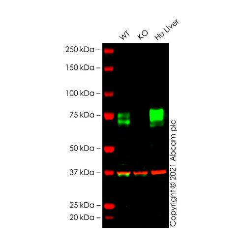 29511. RECOMBINANT ANTI-SCAVENGING RECEPTOR SR-BI ANTIBODY (EP1556Y) 100UL ABCAM