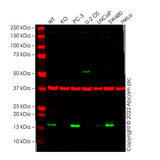 28810. ANTI-CLAUDIN 4 ANTIBODY 100UG ABCAM