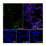 29905. RECOMBINANT ANTI-CD68 ANTIBODY (FA-11) 100UG ABCAM