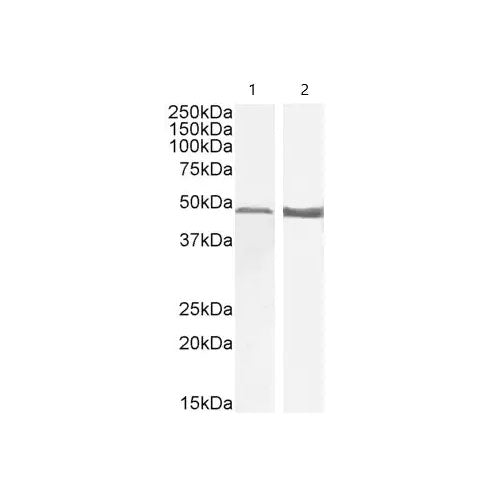 29513. ANTI-GFAP ANTIBODY 100UG ABCAM