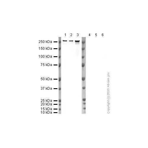 29189. ANTI-RNA POLYMERASE II CTD REPEAT YSPTSPS (PHOSPHO S5) ANTIBODY (4H8)-CHIP GRADE 100UG ABCAM