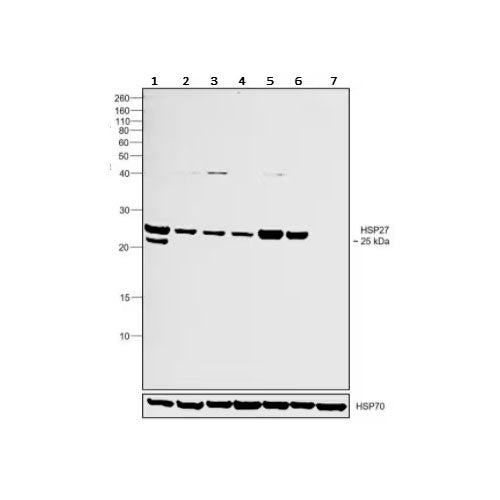 27952. ANTI-HSP27 ANTIBODY 100UG ABCAM