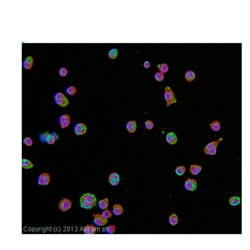 23897. ANTI-MACROPHAGE ANTIBODY (RM0029-11H3) 100UG ABCAM