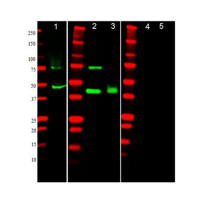 29901. ANTI-ALPHA SMOOTH MUSCLE ACTIN ANTIBODY 100UG ABCAM