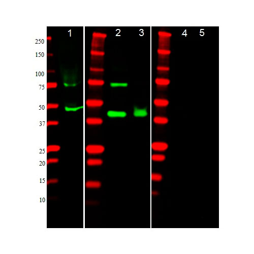 29901. ANTI-ALPHA SMOOTH MUSCLE ACTIN ANTIBODY 100UG ABCAM