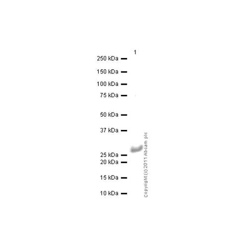 29518. ANTI-CATHEPSIN B ANTIBODY (CA10) 50UG ABCAM