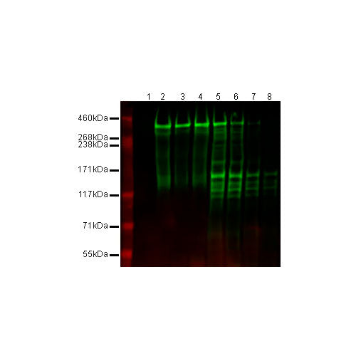 29520. ANTI-NESTIN ANTIBODY (RAT-401)-NEURAL STEM CELL MARKER 100UG ABCAM