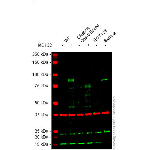 23903. RECOMBINANT ANTI-NRF2 ANTIBODY (EP1808Y)-CHIP GRADE 100UL ABCAM