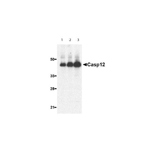 29521. ANTI-CASPASE-12 ANTIBODY 100UG ABCAM