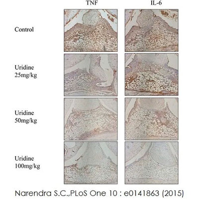 29904. RABBIT SPECIFIC HRP/DAB (ABC) DETECTION IHC KIT 15ML ABCAM