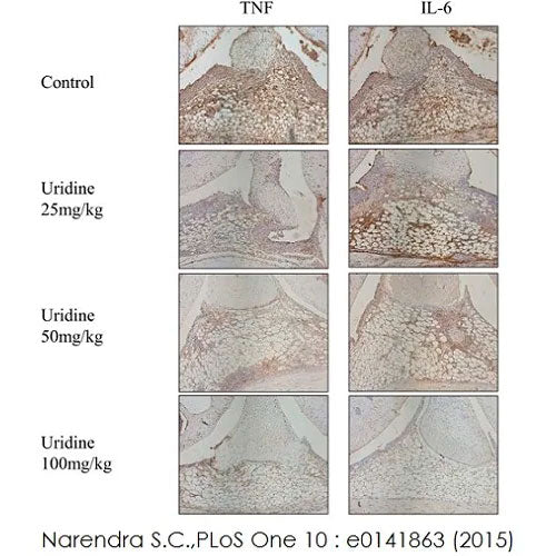 29904. RABBIT SPECIFIC HRP/DAB (ABC) DETECTION IHC KIT 15ML ABCAM