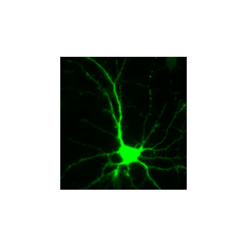 27957. ANTI-GFP ANTIBODY 25UG ABCAM