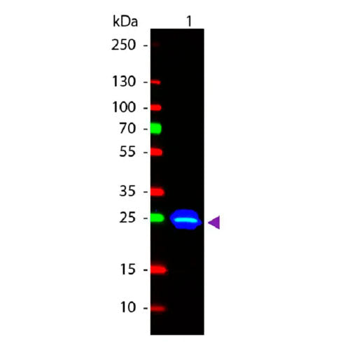 29174. FITC ANTI-GFP ANTIBODY 100UG ABCAM