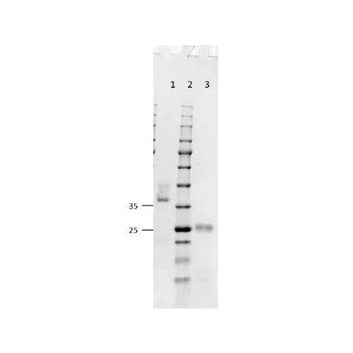 27960. GOAT F(AB) ANTI-MOUSE IGG H&L 1MG ABCAM