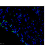 23907. RABBIT ANTI-RAT IGG H&L (FITC) 1MG ABCAM