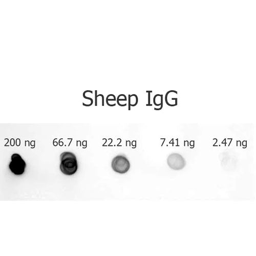 29224. RABBIT ANTI-SHEEP IGG H+L (ALKALINE PHOSPHATASE) 1MG ABCAM