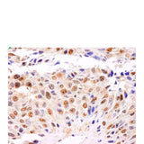 23909. ANTI-GAPDH ANTIBODY - LOADING CONTROL 100UL ABCAM