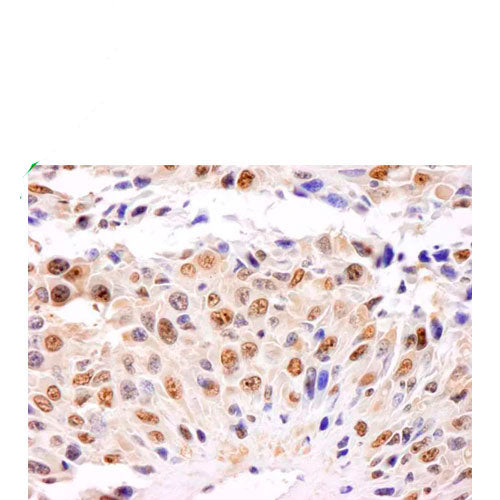 23909. ANTI-GAPDH ANTIBODY - LOADING CONTROL 100UL ABCAM