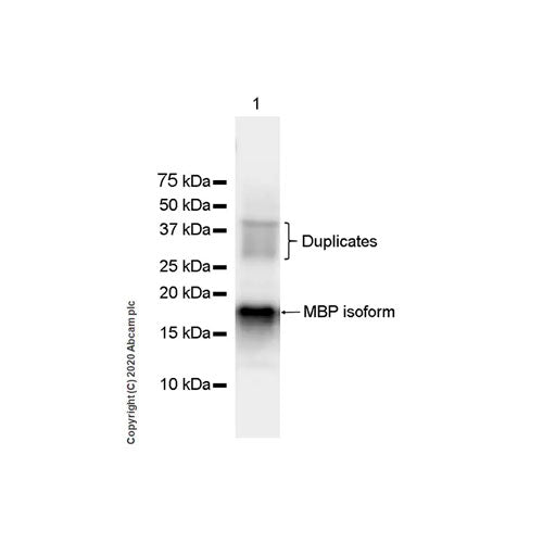 29237. RECOMBINANT ANTI-MYELIN BASIC PROTEIN ANTIBODY (12) 100UG ABCAM