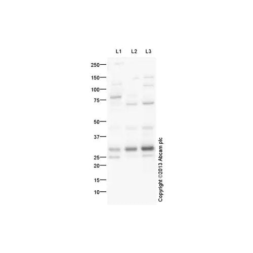 29524. ANTI-MASH1/ACHAETE-ACUTE HOMOLOG 1 ANTIBODY 100UG ABCAM