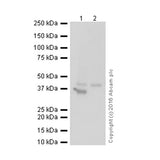 29528. ANTI-SOX2 ANTIBODY (9-9-3) 100UG ABCAM