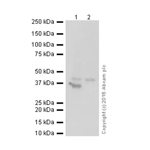 29528. ANTI-SOX2 ANTIBODY (9-9-3) 100UG ABCAM