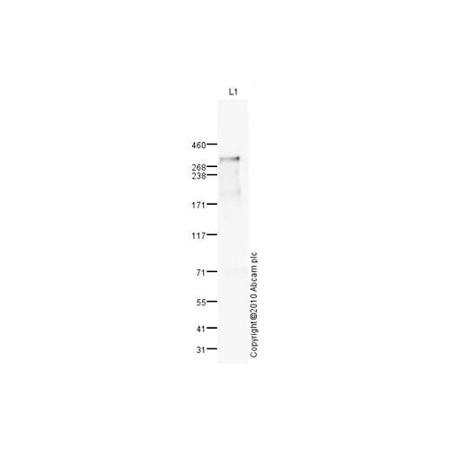 28816. ANTI-NG2 ANTIBODY 100UG ABCAM