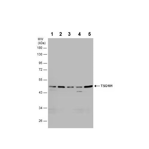 27968. ANTI-TSG101 ANTIBODY (4A10)-BSA AND AZIDE FREE 100UL ABCAM