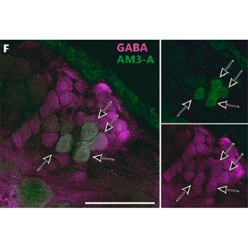 29177. ANTI-GABA ANTIBODY (5A9) 50UG ABCAM